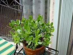 [jade plant 2[7].jpg]