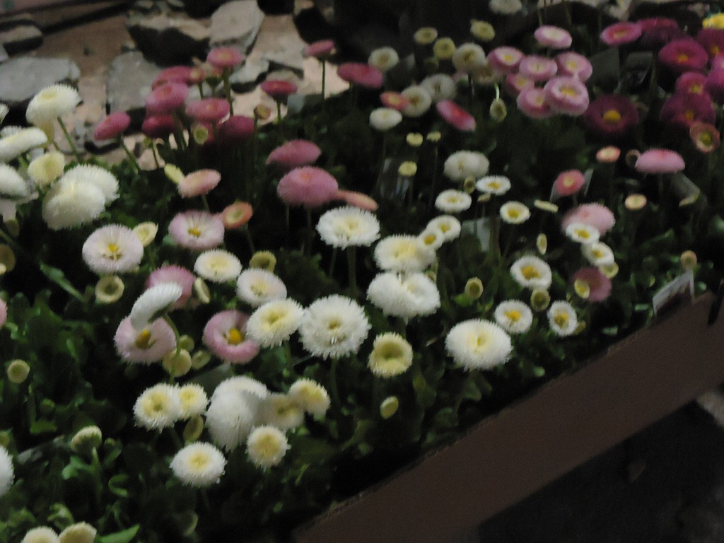 [NE Flower Show Sneak Peak 2011 064[4].jpg]
