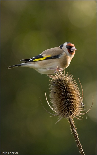 Goldfinch on teasel