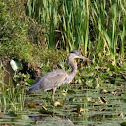 Blue Heron