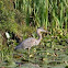 Blue Heron