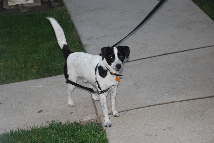 Dog People What Kind Of Breed Is My Dog Anandtech Forums