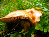 IMG_4843.jpg