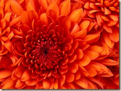 Chrysanthemum Chrysanthemum