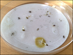 Figure 13 - Seed Germination with CaCl2 and CDS
