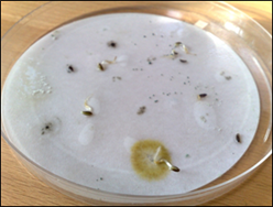 Figure 13 - Seed Germination with CaCl2 and CDS Figure 13 - Seed Germination with CaCl2 and CDS