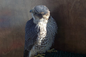 Merlin
