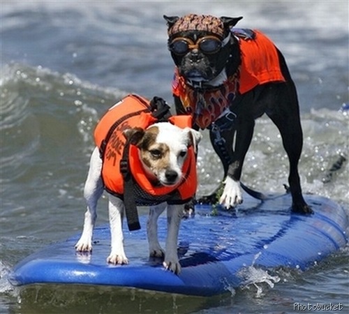 [surfing dogs.jpg]