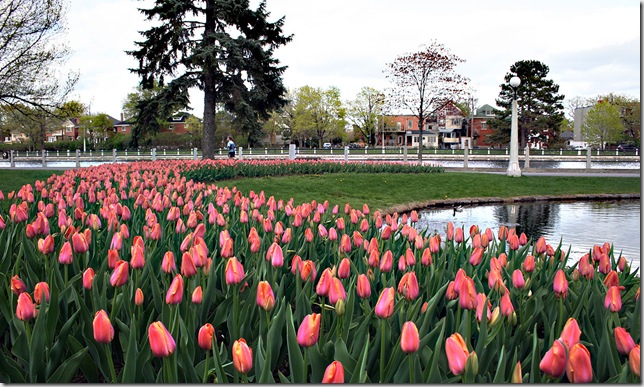 tulips canal flickr