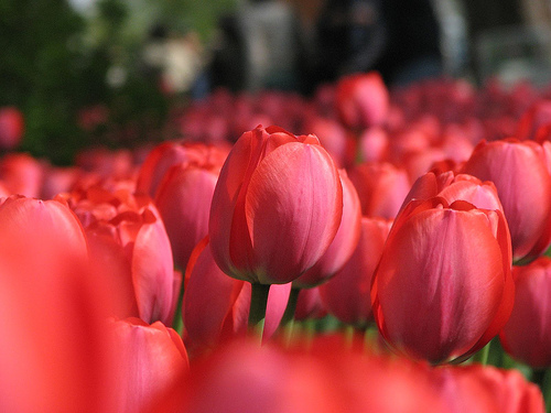 [tulipsflickr43.png]