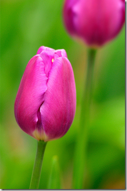 tulips pink close flickr