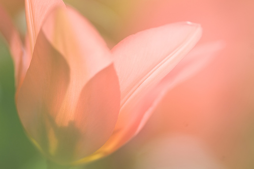 [tulipartsyflickr3.png]