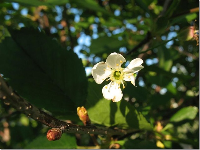 cherry blossom