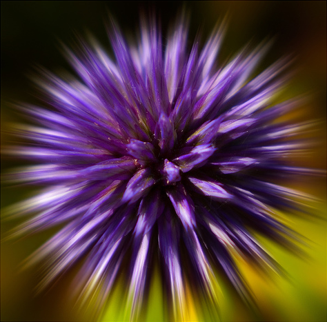 [purple flower[4].png]
