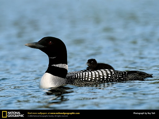 common loon drawing. common loon drawing.