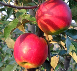 [mcintosh wills orchards[2].jpg]