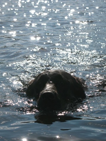 [squirt swiming.jpg]
