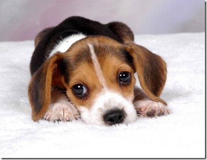 Puppy beagle