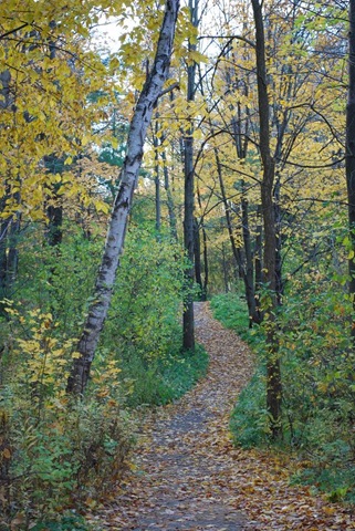 [RS pathway[3].jpg]