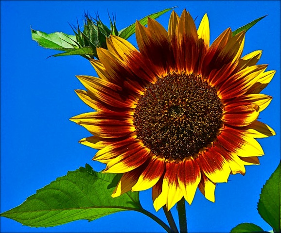 [sunflower flickr[3].jpg]