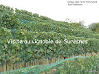 visite du vignoble