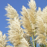 Cortaderia. selloana ou Gynerium, Herbe de la pampa