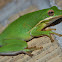 White Lipped Tree Frog