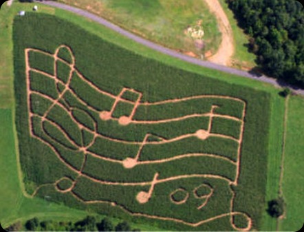 sam's corn maze 09