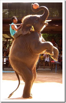 nong_nooch_village nong_nooch_village