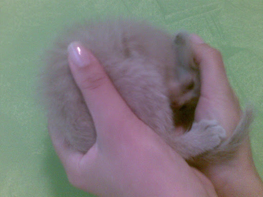 Качена снимка