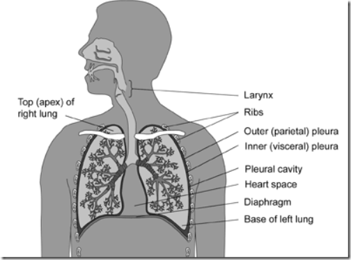 Pleural mesothelioma | Structure of the lungs and pleura | 
mesotheliomadiagnosisguide