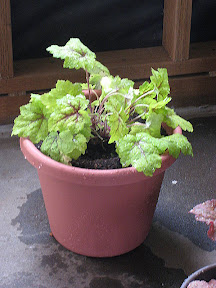 Heucherella “Stoplight”
