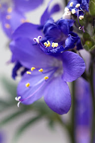 Jacob's ladder