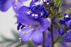 Jacob's ladder