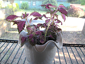 Coleus