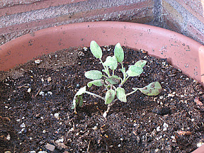 Tiny sage