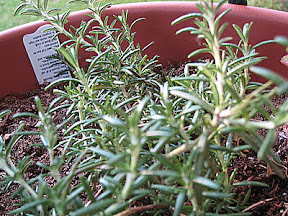Trailing rosemary
