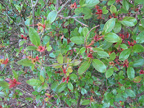 Leaves of that bush