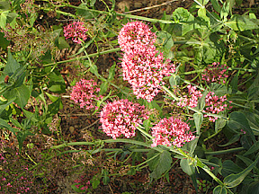 Small pink flowers