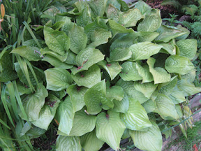 Hosta