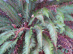 Fern