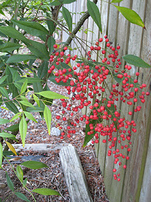 Berries