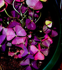 Oxalis