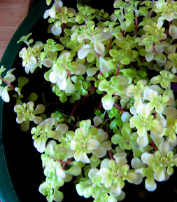 Japanese sedum