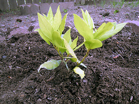 Bay laurel