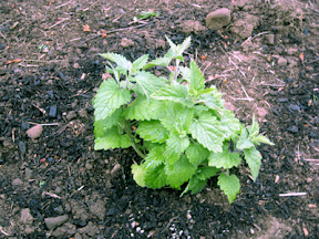 Catnip