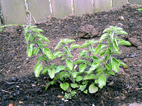 Oregano
