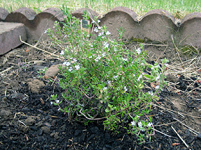 Thyme