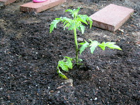 Cherry tomato
