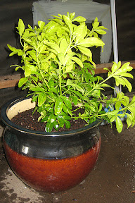 Mexican Orange Blossom